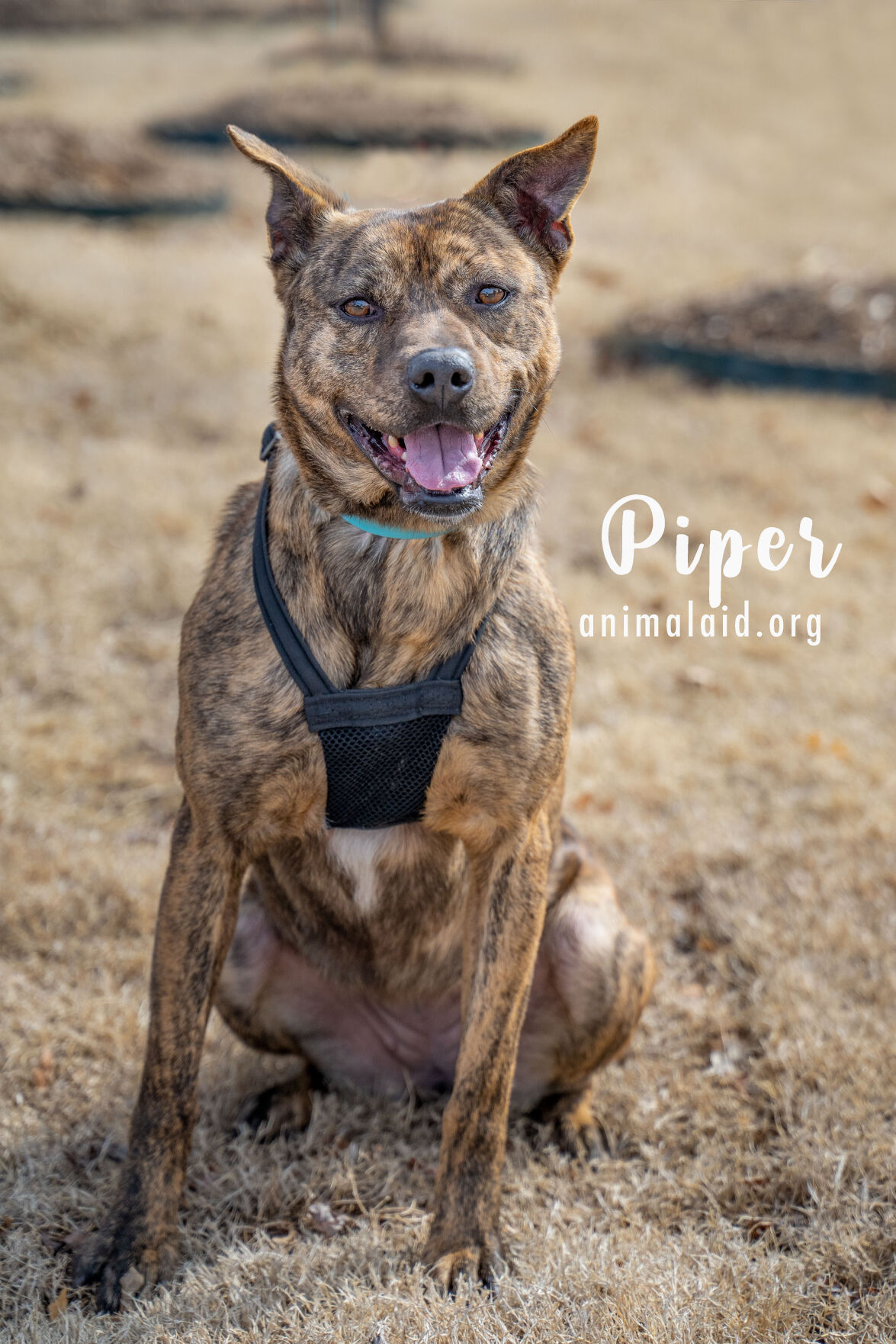 Piper
